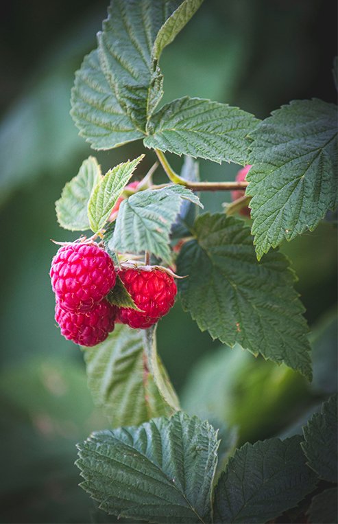 A close-up of ripening raspberries on a raspberry plant.
