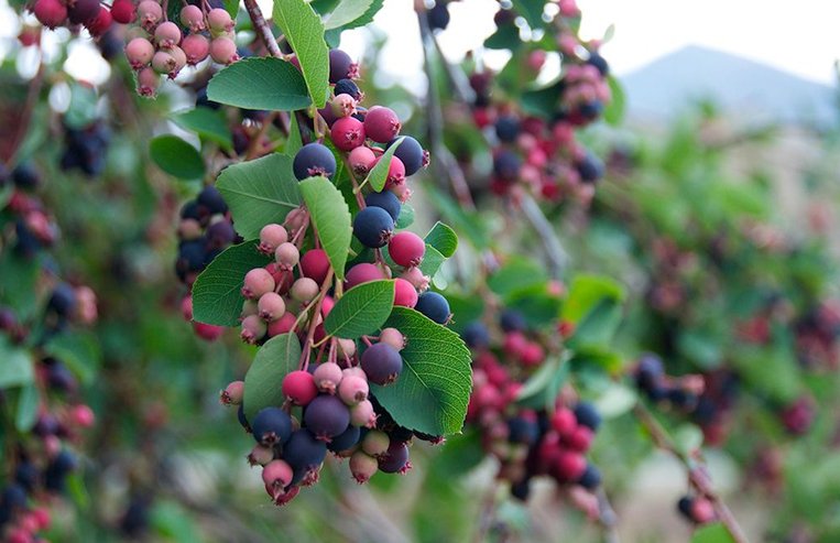 A close-up of a grouping of Saskatoon berries that are purple, pink, and dark pink is shown.