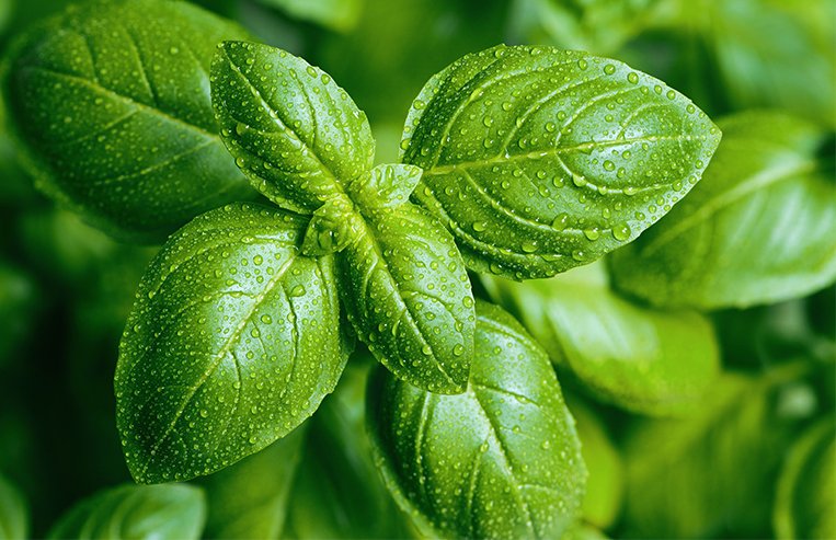 A close-up of a green basil plant is shown with water droplets on the leaves.