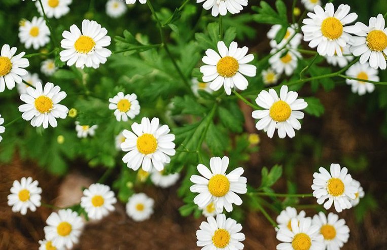 A close-up of a chamomile plant is shown with white flower petals and a yellow center.