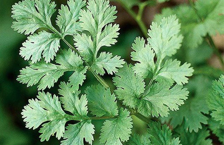 A close-up of a green coriander plant is shown.