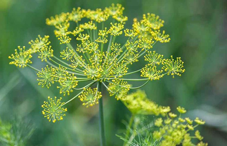 Up close photograph of a flowering dill plant. The flowers on the plant are yellow.