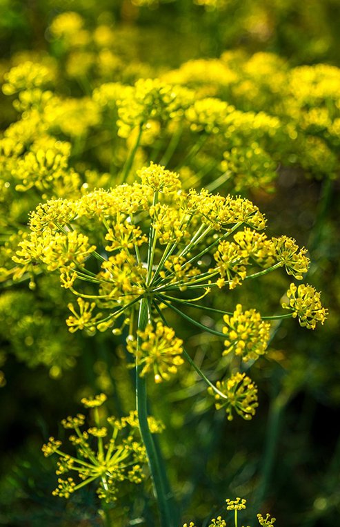 A close-up of a green dill plant is shown with yellow flowers.