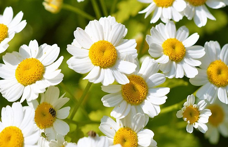 A close-up of a feverfew plant is shown with white petals and a yellow center.