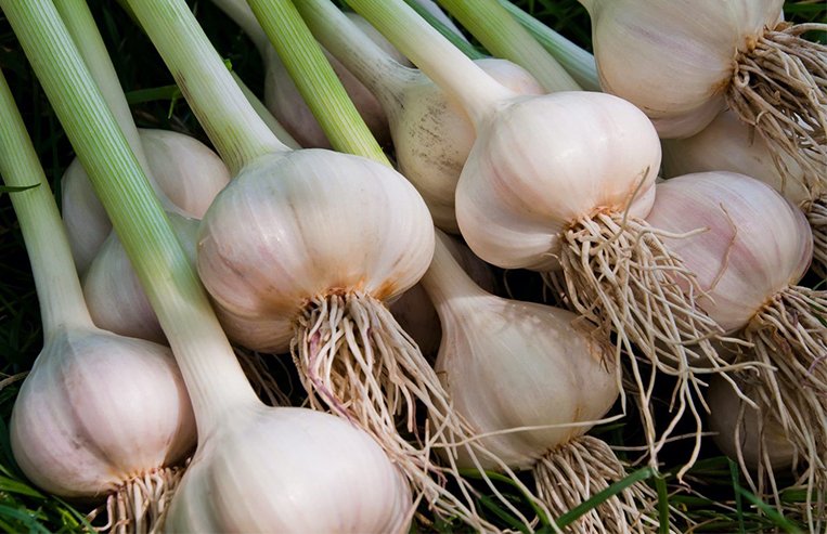 A close-up of a garlic plant is shown with the green tops and small roots.
