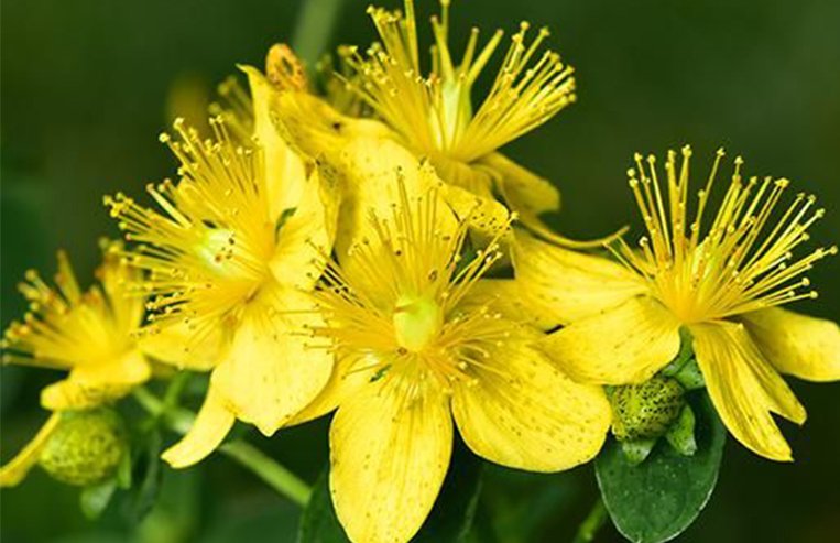 A close-up of a yellow St. John’s Wort plant is shown.