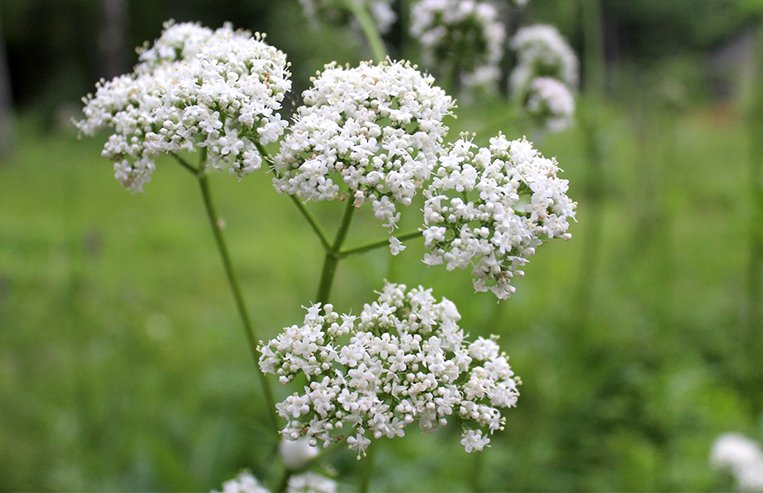 A close-up of a valerian plant is shown with white flowers in small tight bunches.
