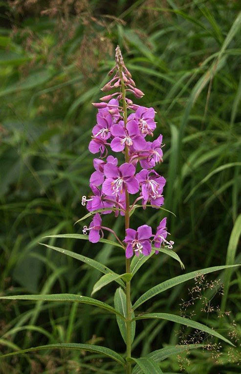 A close-up of a light purple willowherb is shown with other willowherb plants and green grass in the background.