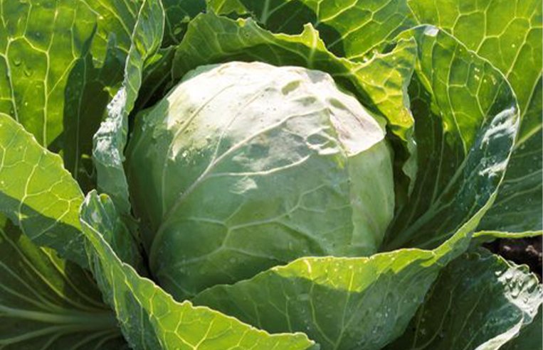 A close-up of a green cabbage plant that has looser leaves on the side and a dense cabbage head in the middle.