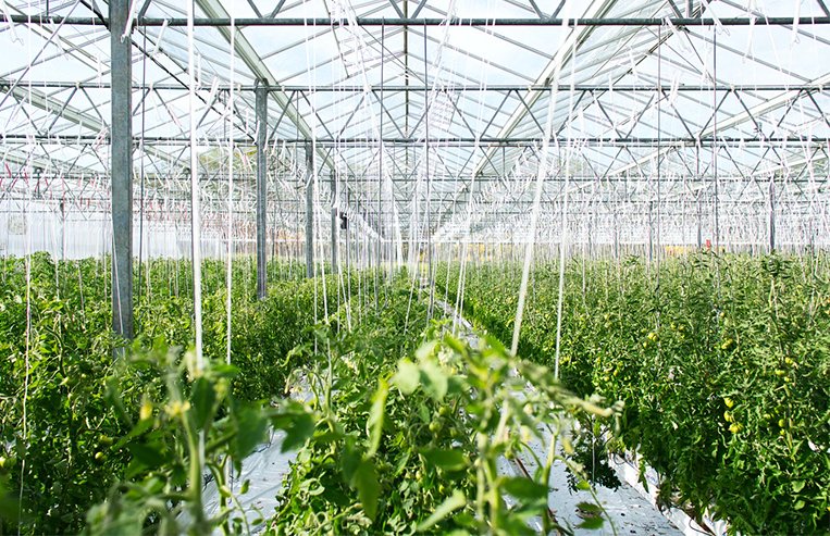 The inside of a large greenhouse is filled with growing tomato plants.