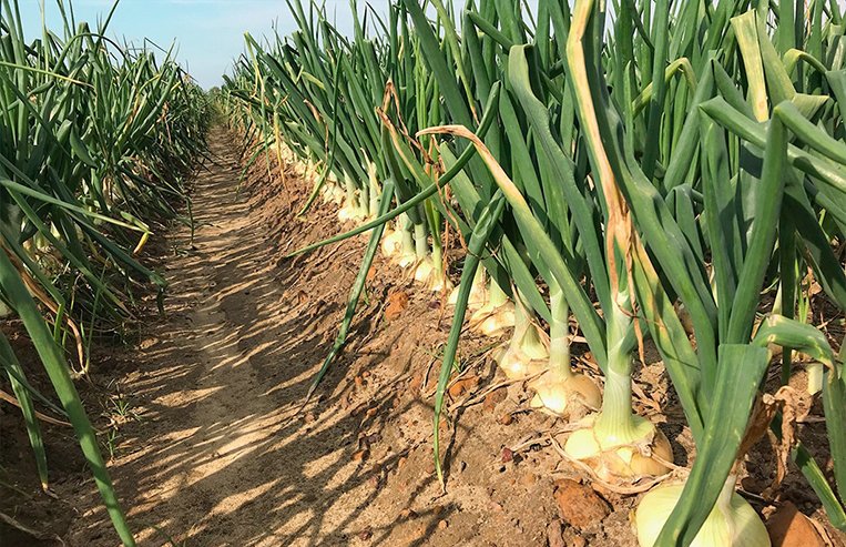 A male red and white newborn calf stands in a pen. 