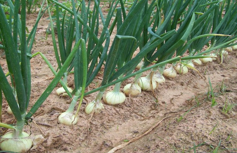 A light brown cow and a newborn calf are in a pasture together, while the calf drinks milk from the mother.