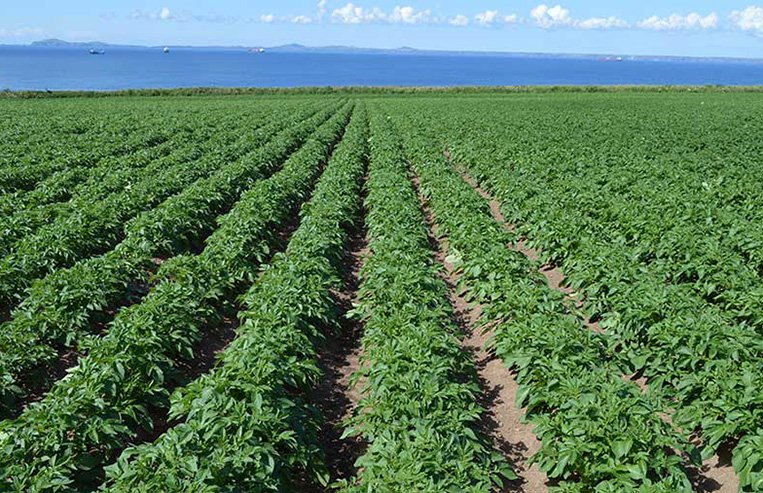 A male red and white newborn calf stands in a pen. 