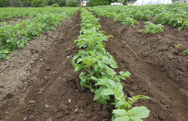 Rows of potato plants on a potato farm are shown in a field.