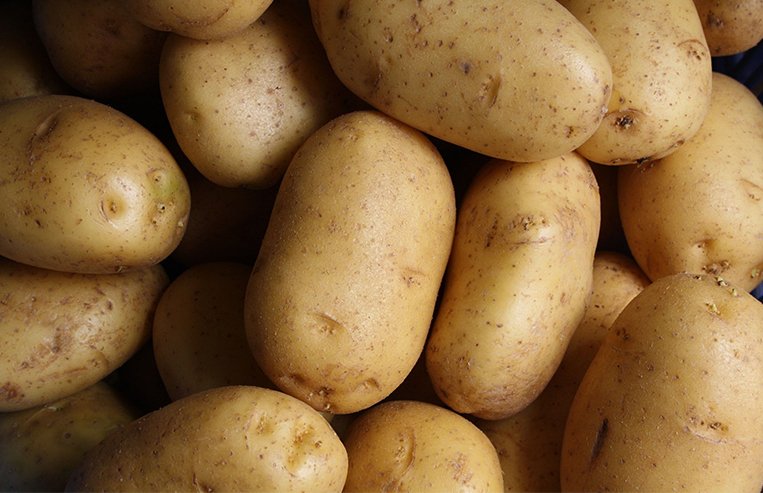 A brown and white coloured calf is standing in a pasture.