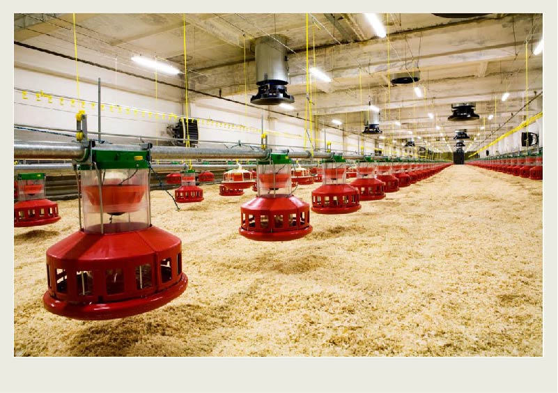 Watering lines and feeding lines are lined up throughout a poultry barn.