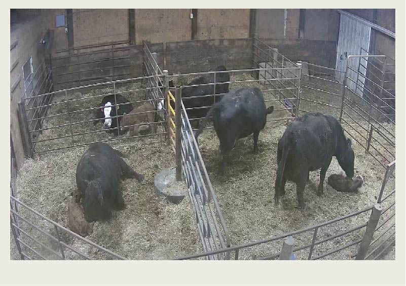 A calving camera shows the inside of a barn, with several pens of cows and newborn calves.