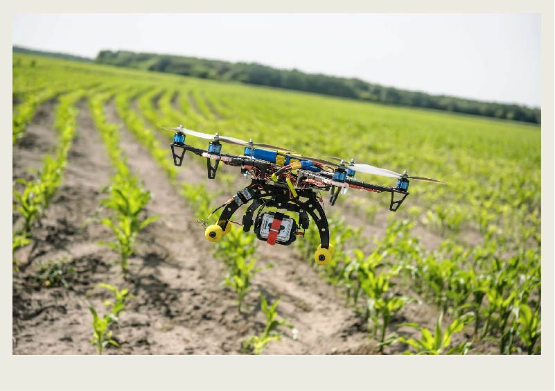 A drone flies above a corn crop.
