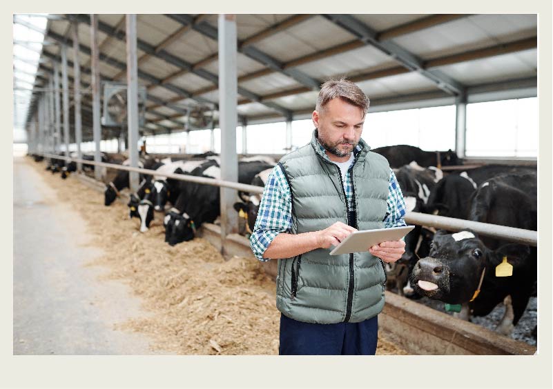 A farmer stands in front of a row of cattle while looking at a tablet.