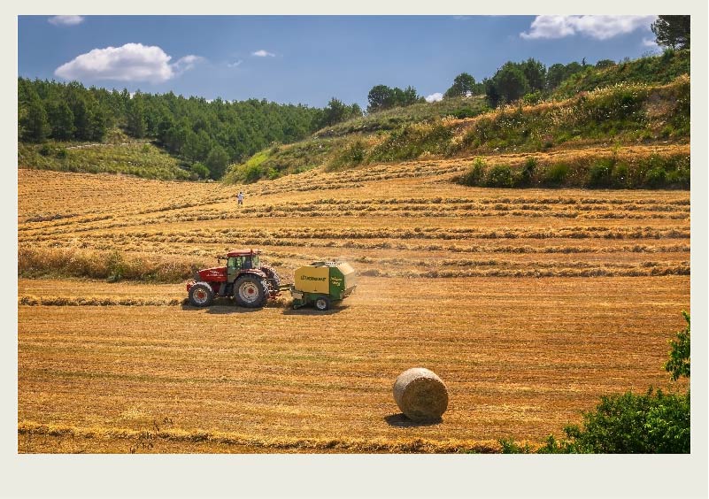A tractor is pulling a baler to pick up a swath of hay. There are many swaths of hay and trees in the background.