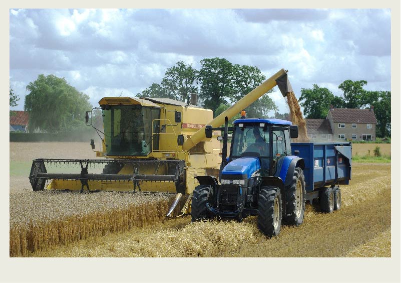 A combine harvests a golden coloured wheat field with a straight cut header, while unloading grain into a grain cart that is being pulled by a tractor.