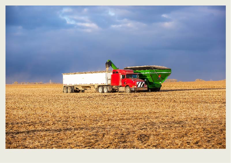 A grain cart is dumping grain into a semi-truck in a field. The sky is dark above.