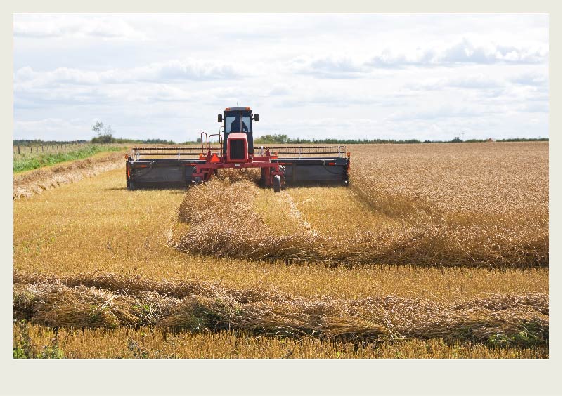 A swather cuts a wheat crop so that it falls into a golden coloured row. 