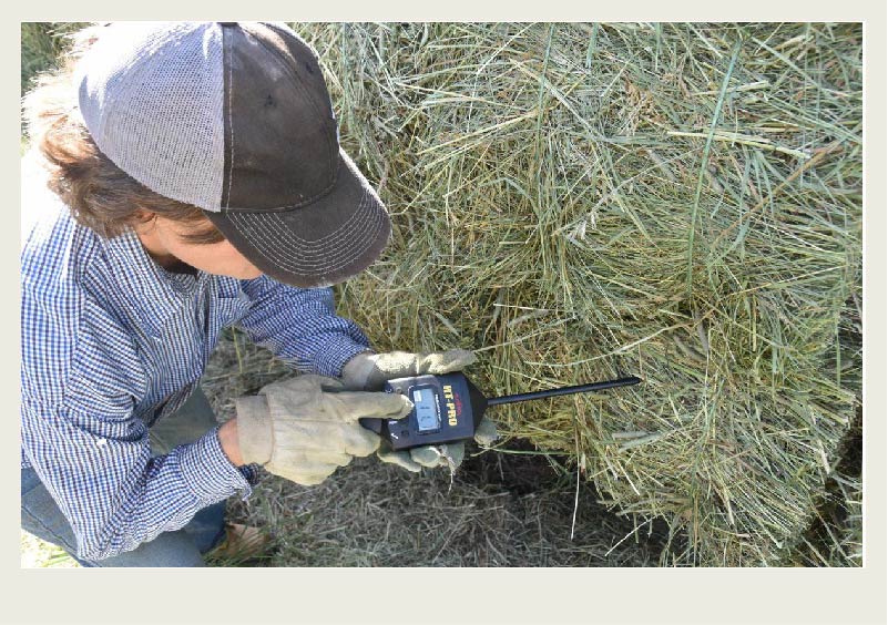 A moisture reader has been stuck into a bale and a farmer looks at the reading.