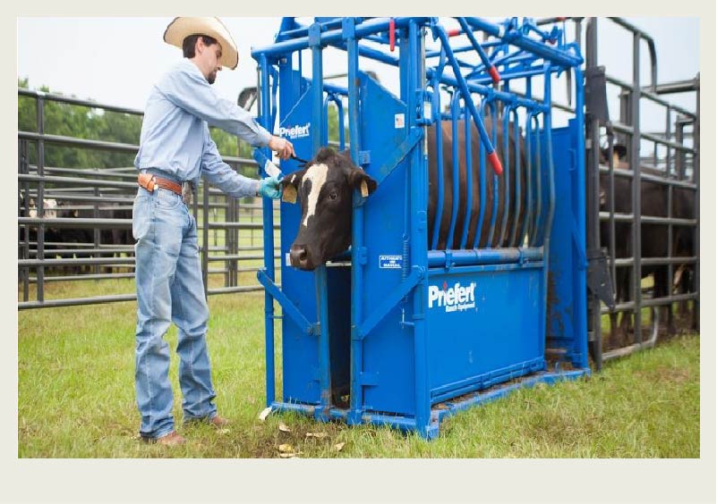 A black cow waits in a blue chute while the farmer checks her ear tags.
