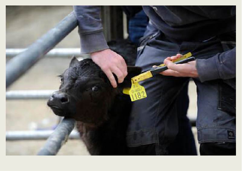 A man is holding a calf against a metal fence and holding the calf's ear to put a tag on using an ear tagger.