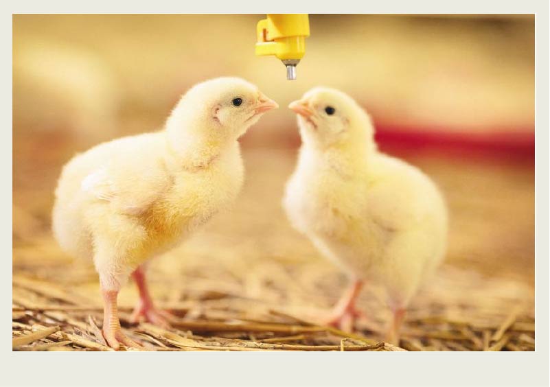 Two yellow chicks stand on straw as they drink water from a water line just by their heads.