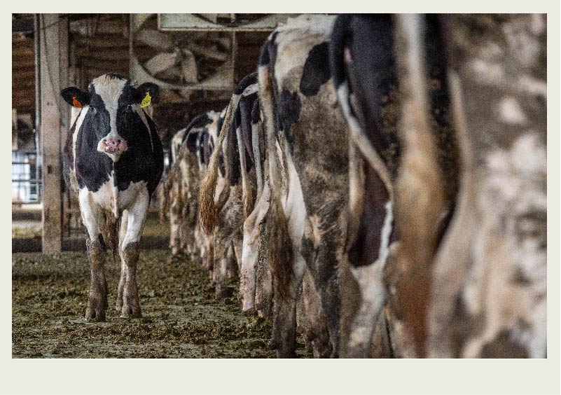 One dairy cow stands behind a line of cows being milked in a barn.