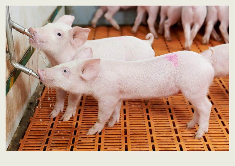 Two piglets drink water from a watering line on the wall in a pig pen. There are other piglets in the background.