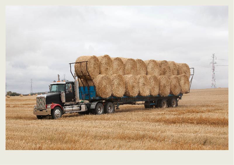 A semi-truck is pulling a trailer full of bales through a field where the crop has been harvested. 