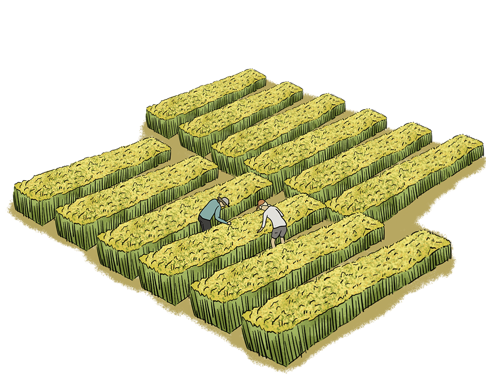 An illustrated experimental farm is shown with several small plots of plants growing and two people examining the plants.