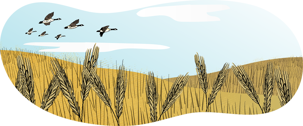 An illustrated image of a wheat field, with some close-ups of wheat sheafs.