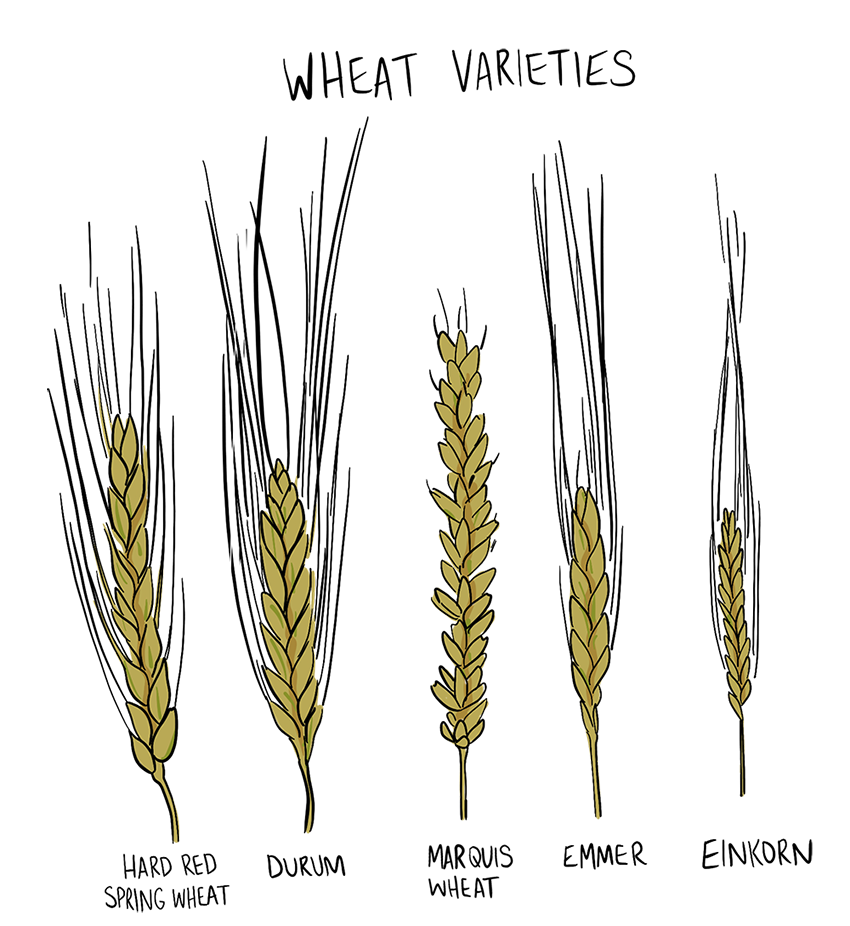 Wheat varieties An illustrated wheat plant is shown, as well as the roots below the soil.