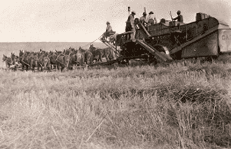 A group of farmers works on a threshing machine that is being pulled through a farm field by mules.