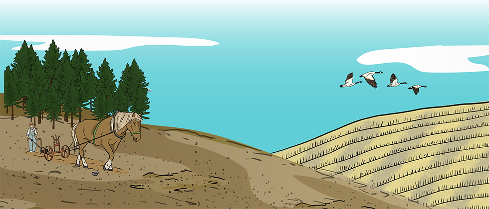 A man walks behind a plow that is being pulled by a horse in order to break prairie soil.