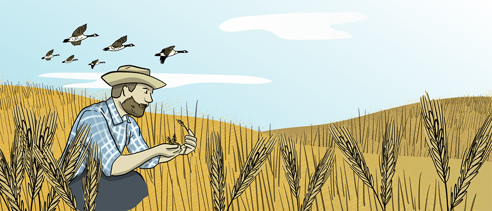 An illustrated man is taking a close look at a wheat stalk in his hand while kneeling in a wheat crop. 