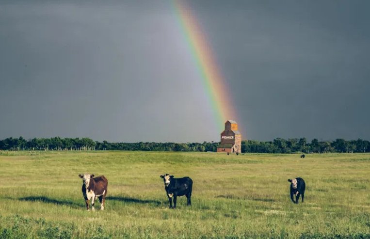Three cows are standing in a pasture with an old grain elevator in the background. There is a dark sky above with a rainbow in the background.