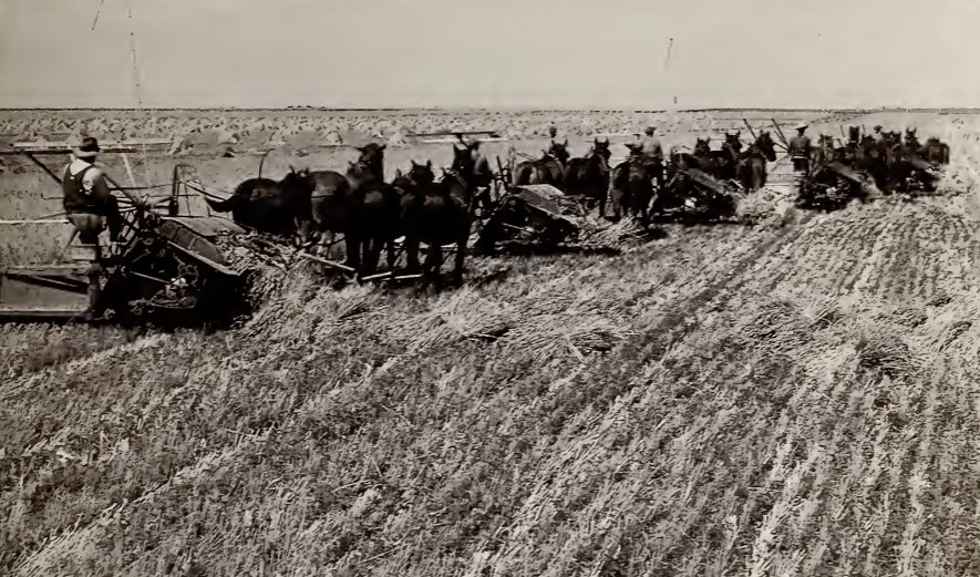 A farmer rides on a swather that is being pulled by a team of horses in a farm field.