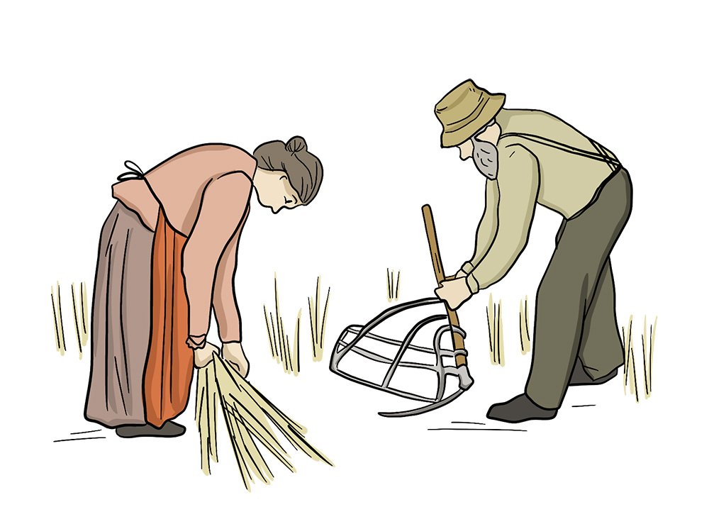 An illustrated man and woman use a cradle scythe to cut wheat into piles.