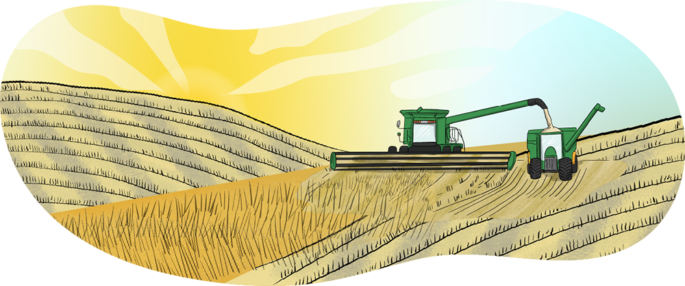 An illustrated combine harvests a crop and dumps the grain into a grain cart that is being pulled by a tractor. 