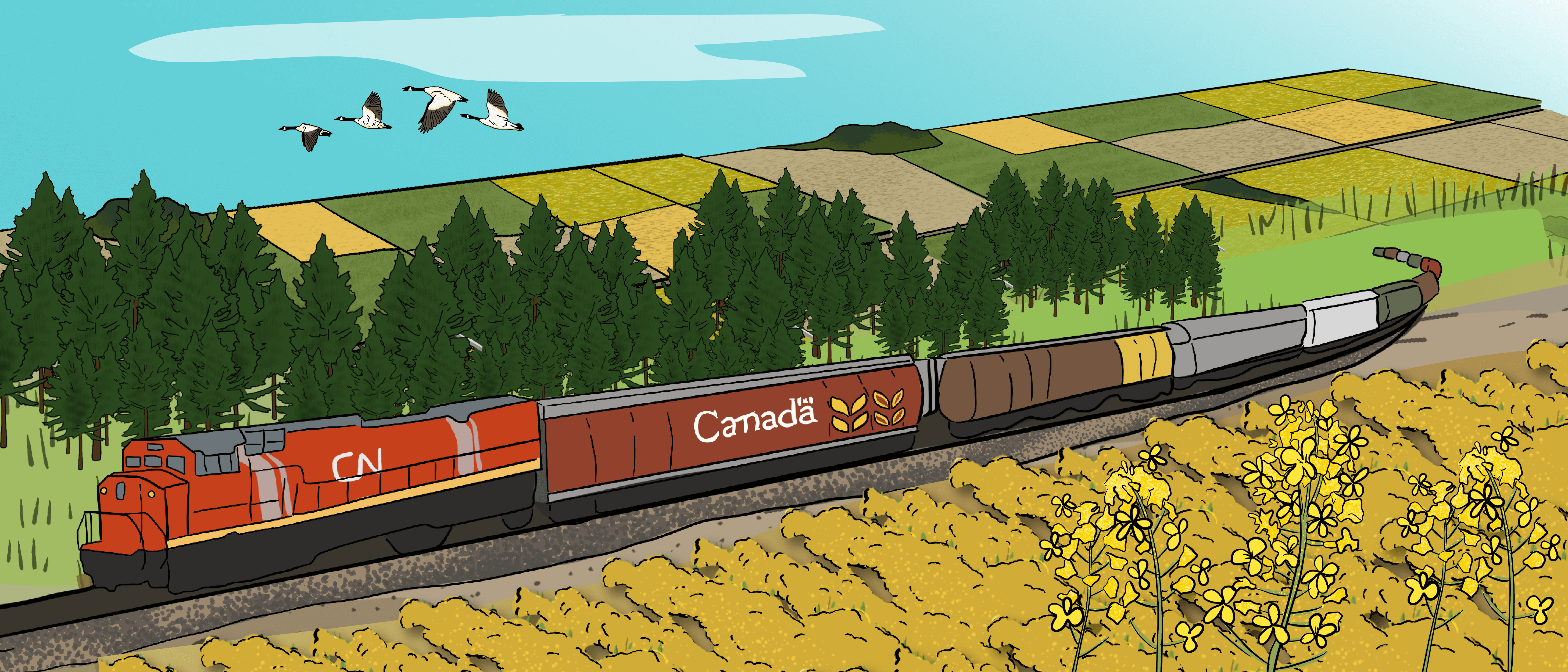 An illustrated train is hauling Canadian goods over Canadian terrain that includes several fields in the background and a farm field off to one side.