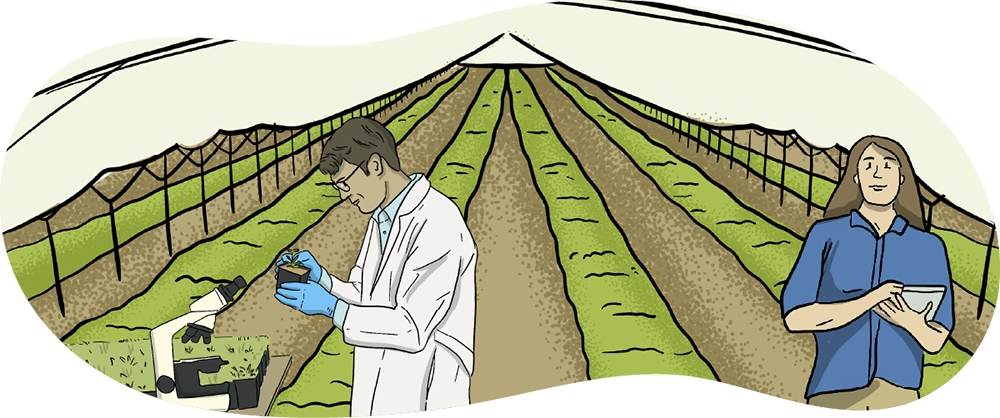 Two illustrated scientists work in a greenhouse full of plants. One of the scientists is using a microscope and checking plants. The other scientist is helping nearby and collecting data.
