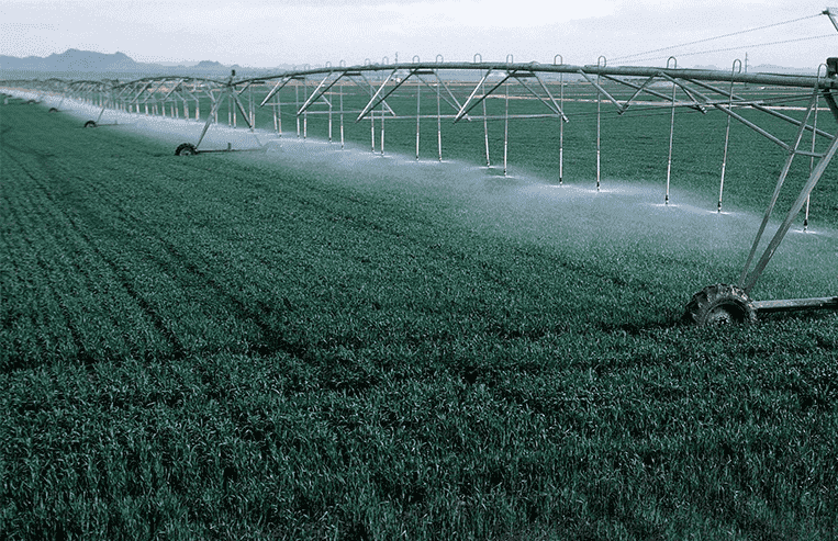 An irrigation system sprays water onto a green crop.