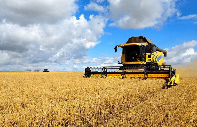A yellow combine harvests grain in a farm field with blue skies above.