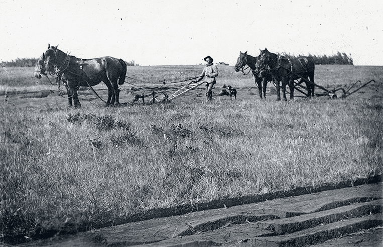 A man is holding onto a plow that is being pulled by two horses to break prairie sod. There is another group of two horses pulling a plow in the background. 
