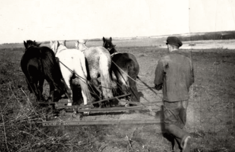 A man is holding onto the reins of four horses, as the horses pull harrows over a farm field. 